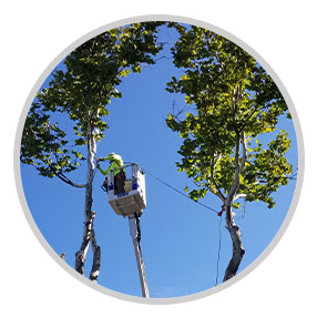 Professional Tree Care by Dan’s Tree Service, Inc.